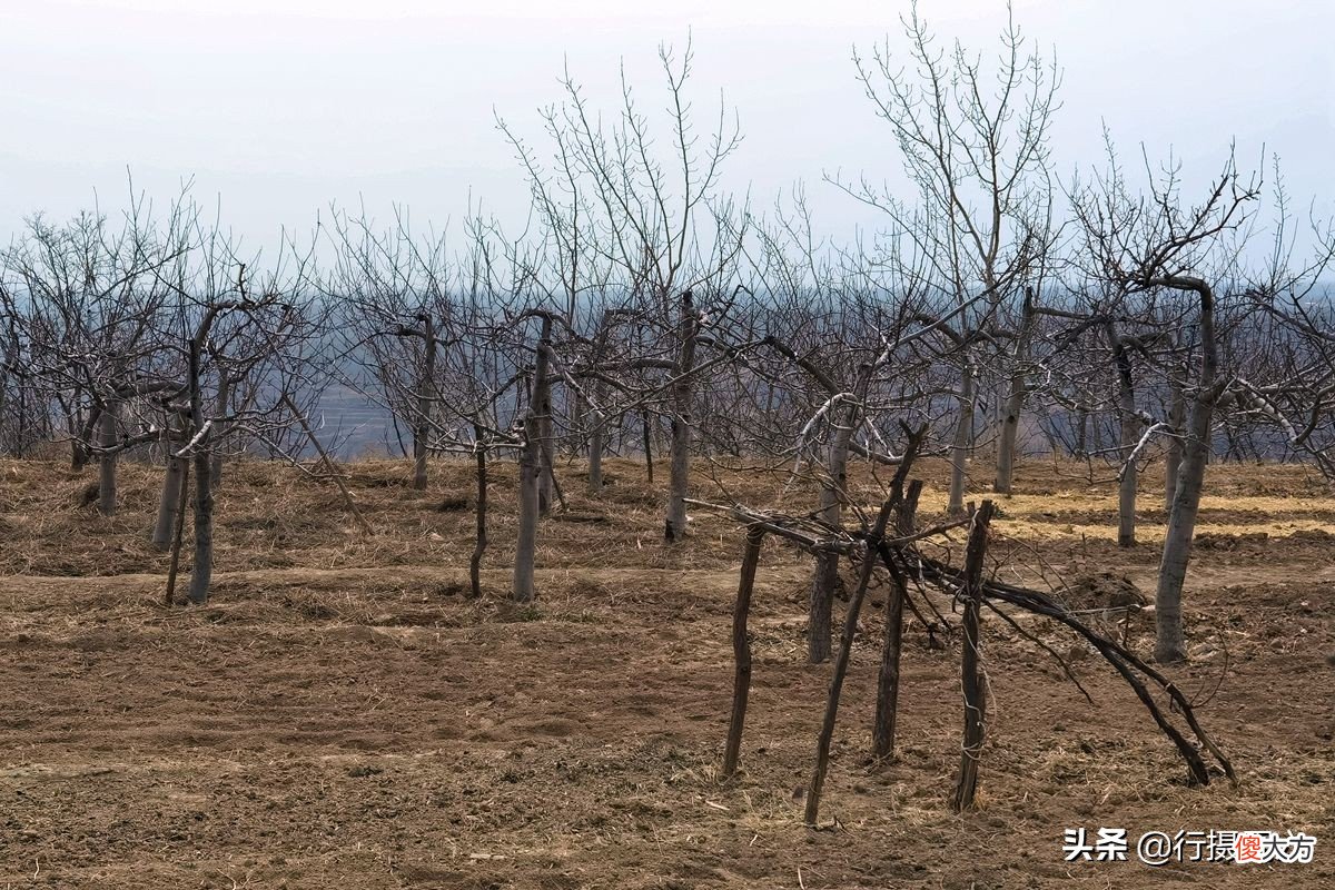 种1亩苹果养2只羊 果园养羊一亩地多少只