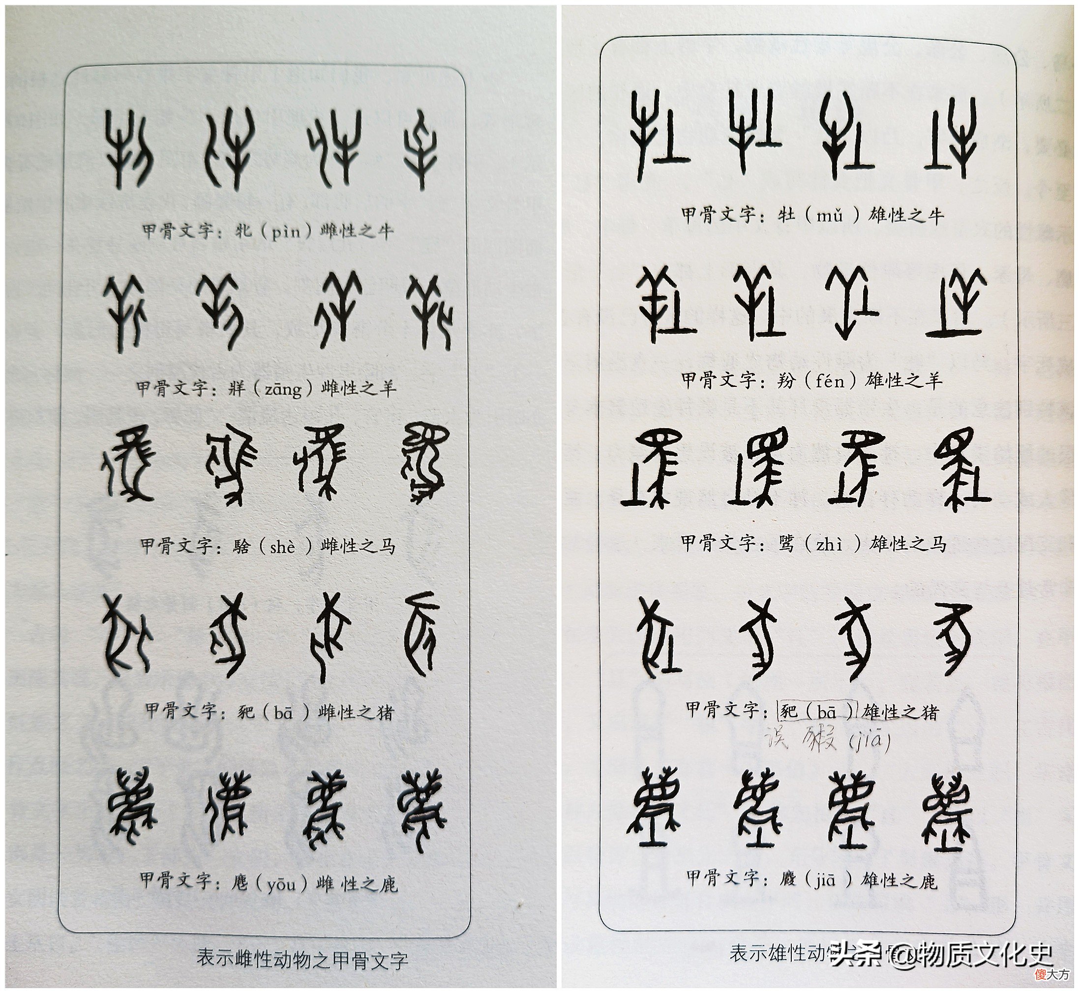 这些甲骨文字你认识吗 一些甲骨文字