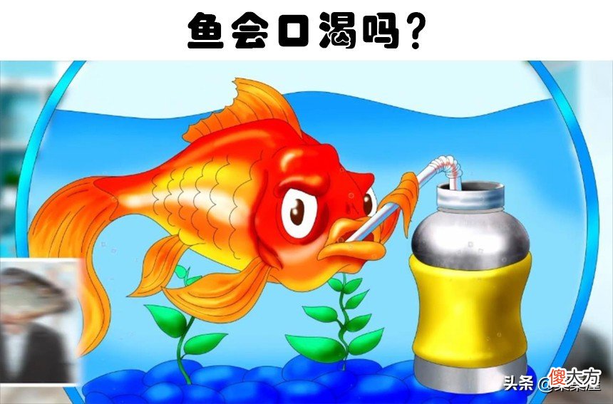 你知道兔子曾被用作验孕棒吗 兔子可以用验孕棒吗