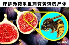 你知道兔子曾被用作验孕棒吗 兔子可以用验孕棒吗