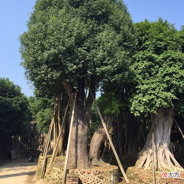常见的家具木材有哪些 家具一般是什么木材