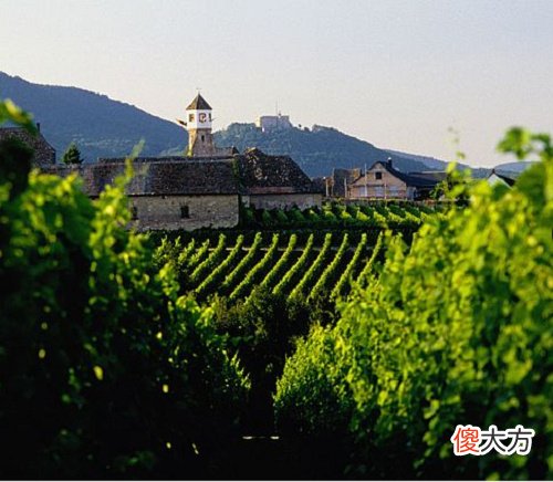 金袋鼠赤霞珠2008价位 银袋鼠赤霞珠2008