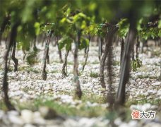 意大利超级托斯卡纳葡萄酒 托斯卡纳 葡萄酒