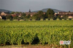 红酒代理好做吗 红酒代理前需要了解哪些方面