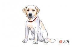 1970年属什么生肖