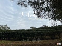 日常喝白茶、岩茶、红茶、绿茶、普洱茶时，为什么要趁热闻香？