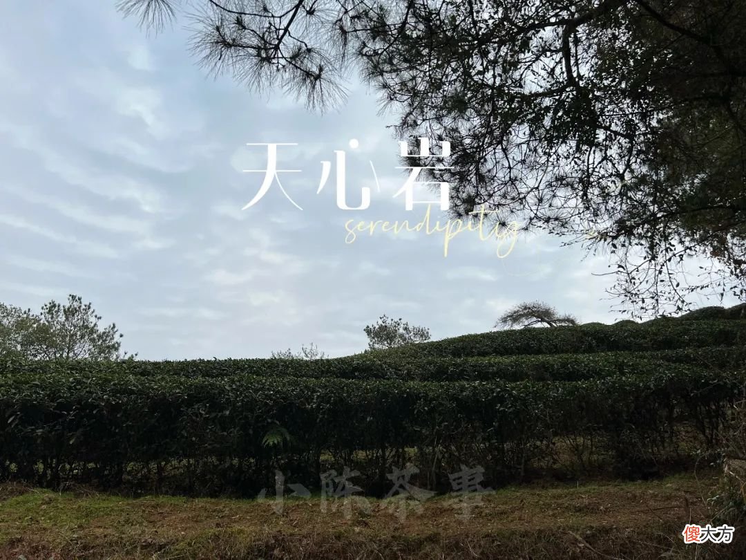 日常喝白茶、岩茶、红茶、绿茶、普洱茶时，为什么要趁热闻香？