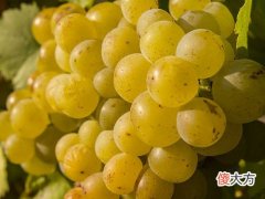 神奇的“法兰西悖论”