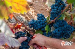 开红酒店一年投资多少钱 现在红酒生意还好做吗