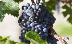 喝不完的酒怎么喝 喝酒实在喝不下去了怎么办