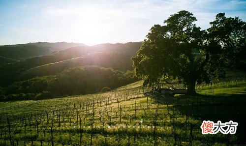 加拿大冰酒销售现状 国际冰酒销售现状