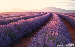 【星座控】否极泰来！2022年，月老赐真爱，缘定三生，幸福有余的三个生肖