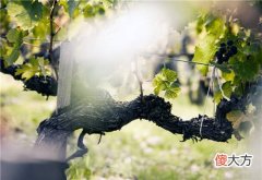 投资进口葡萄酒 进口的红酒为什么产地国内