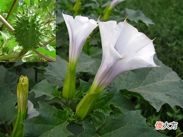它有什么用途 它的用途有哪些
