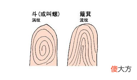 指纹算命二-斗、斗、斗、斗、簸箕