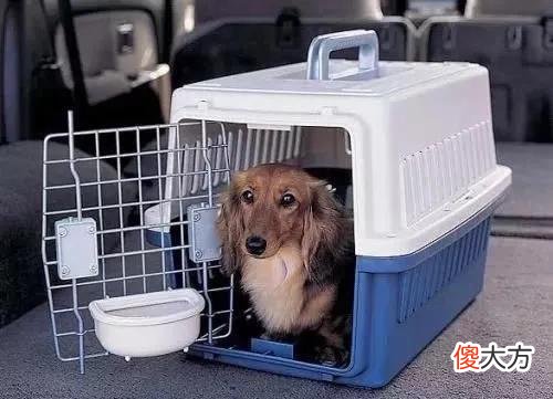 宠物怎么托运 宠物托运需要多少钱