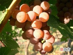 加盟红酒店哪个平台好 星级酒店加盟哪家好