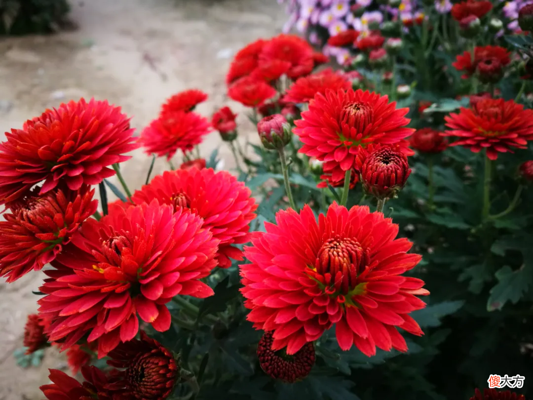 没想到夏天的菊花这么美 夏天菊花美丽极了