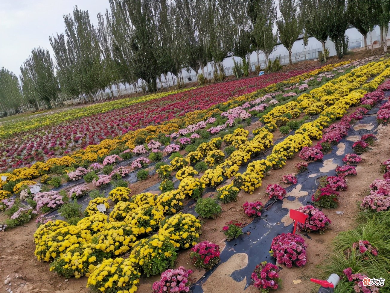 没想到夏天的菊花这么美 夏天菊花美丽极了