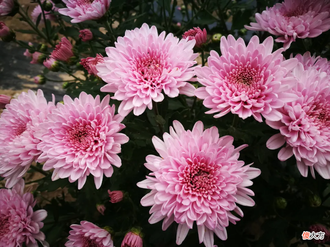 没想到夏天的菊花这么美 夏天菊花美丽极了