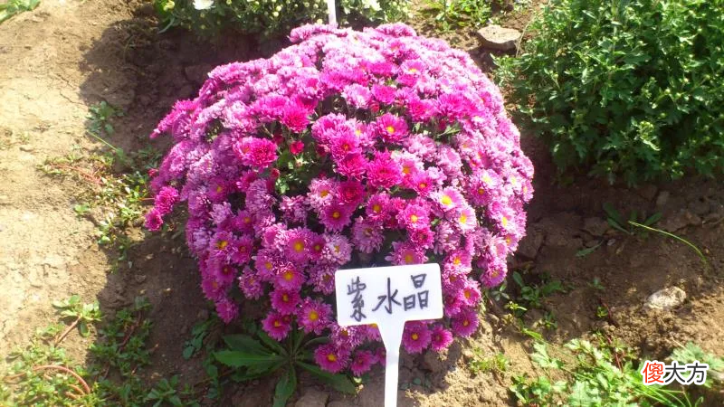 没想到夏天的菊花这么美 夏天菊花美丽极了