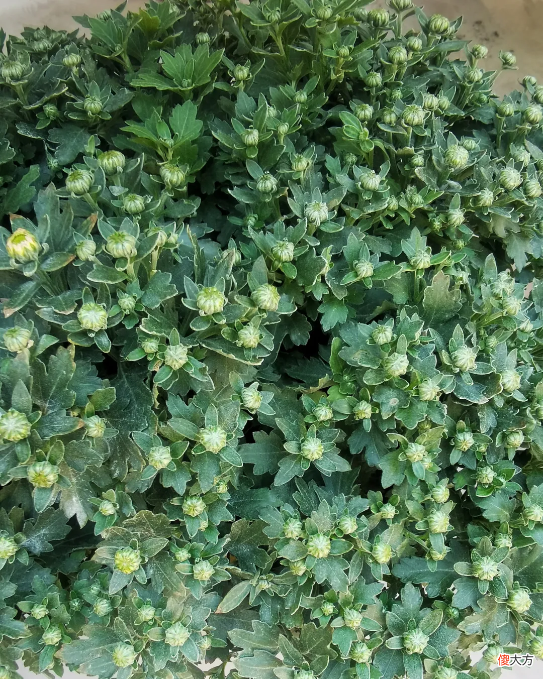 共青森林公园菊花展来了 今年上海共青森林公园菊花展图片