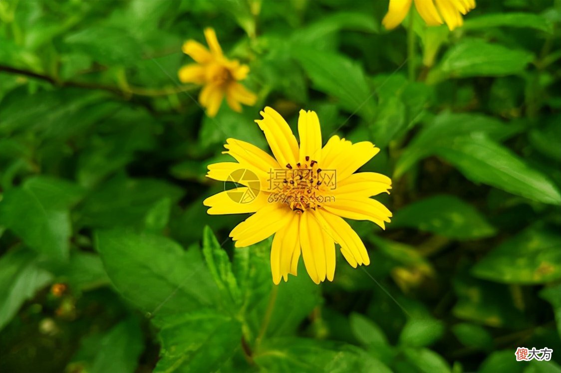秋天的田野被野菊花点缀 秋天里的野菊花