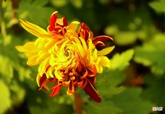 秋天的田野被野菊花点缀 秋天里的野菊花