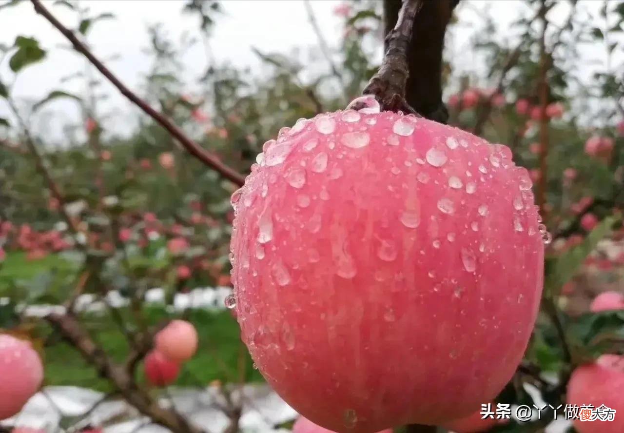 怎样挑的苹果才又甜又脆 如何挑苹果又甜又脆
