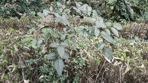 国产全球首款AI视觉传感器的手机稳定器 机器人视觉传感器