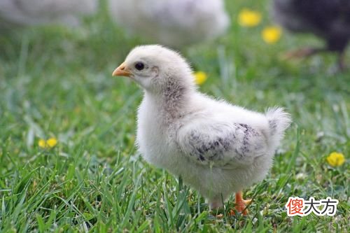 生肖鸡2019年10月份运势详解