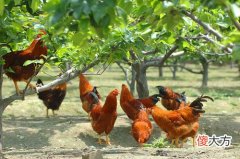 69年属鸡人三大坎是什么