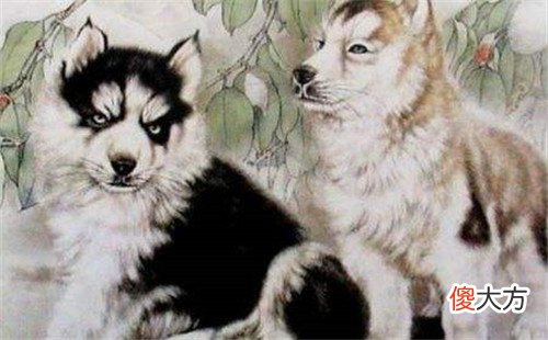 属狗的和什么属相最配