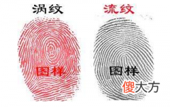 指纹算命十二-斗、簸箕、斗、簸箕、簸箕