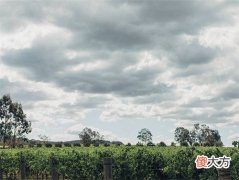 如何消除红酒中的酸涩味 红酒又酸又涩是好酒吗