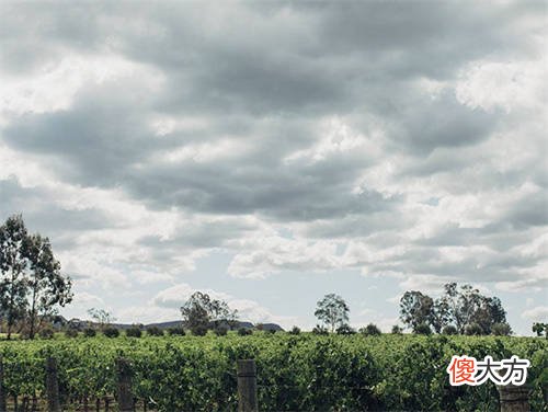 如何消除红酒中的酸涩味 红酒又酸又涩是好酒吗