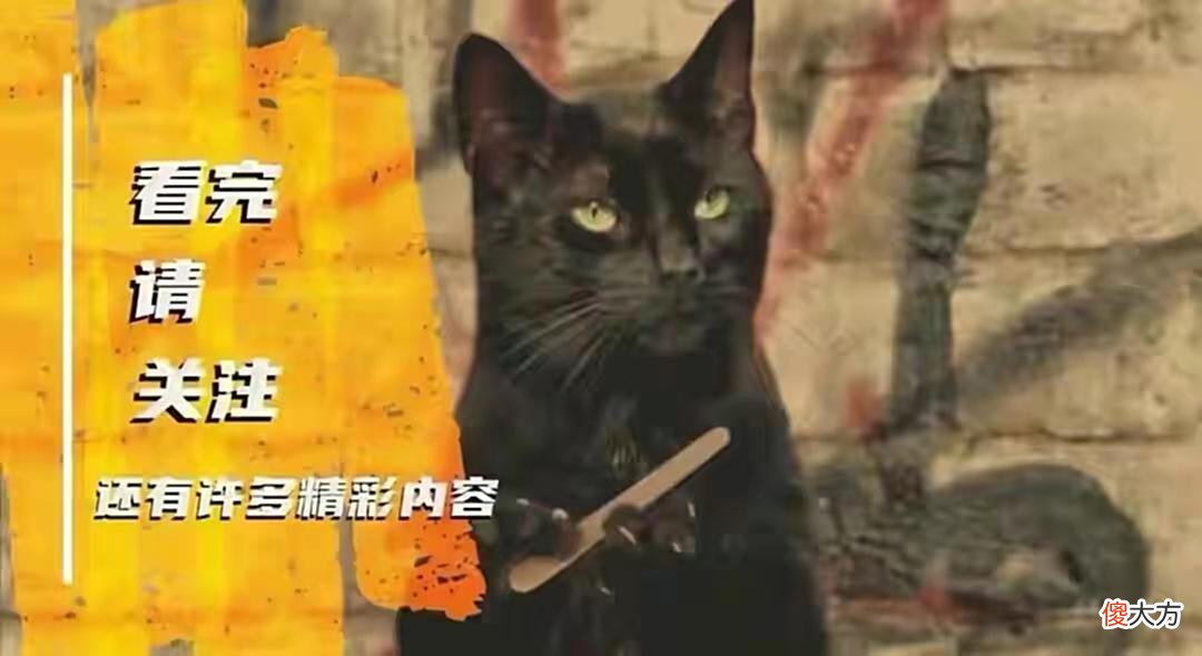 【历史故事】鹮——红脸的“关公”战长沙，黑脸的“张飞”叫喳喳