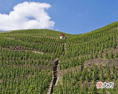 意大利葡萄灰皮诺指南 新西兰灰皮诺