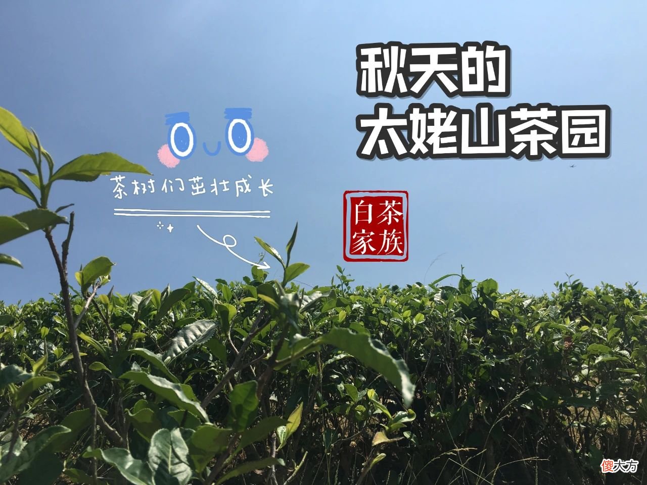 我们该如何喝白茶 怎样喝白茶才是正确的
