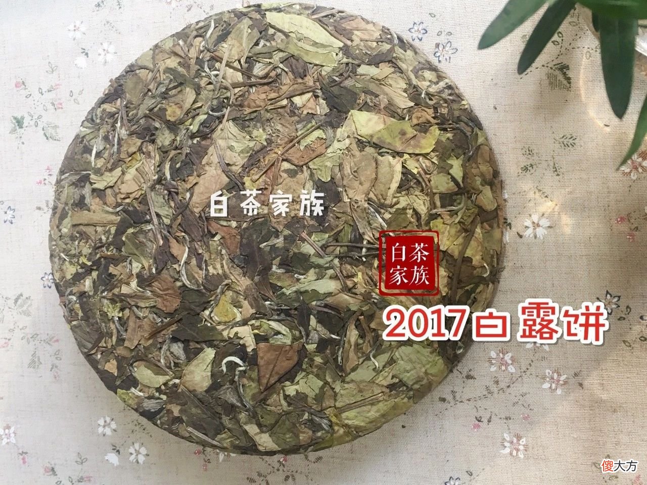我们该如何喝白茶 怎样喝白茶才是正确的