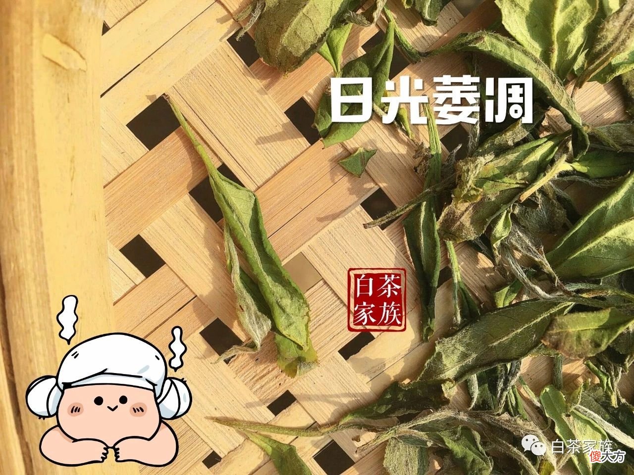 我们该如何喝白茶 怎样喝白茶才是正确的