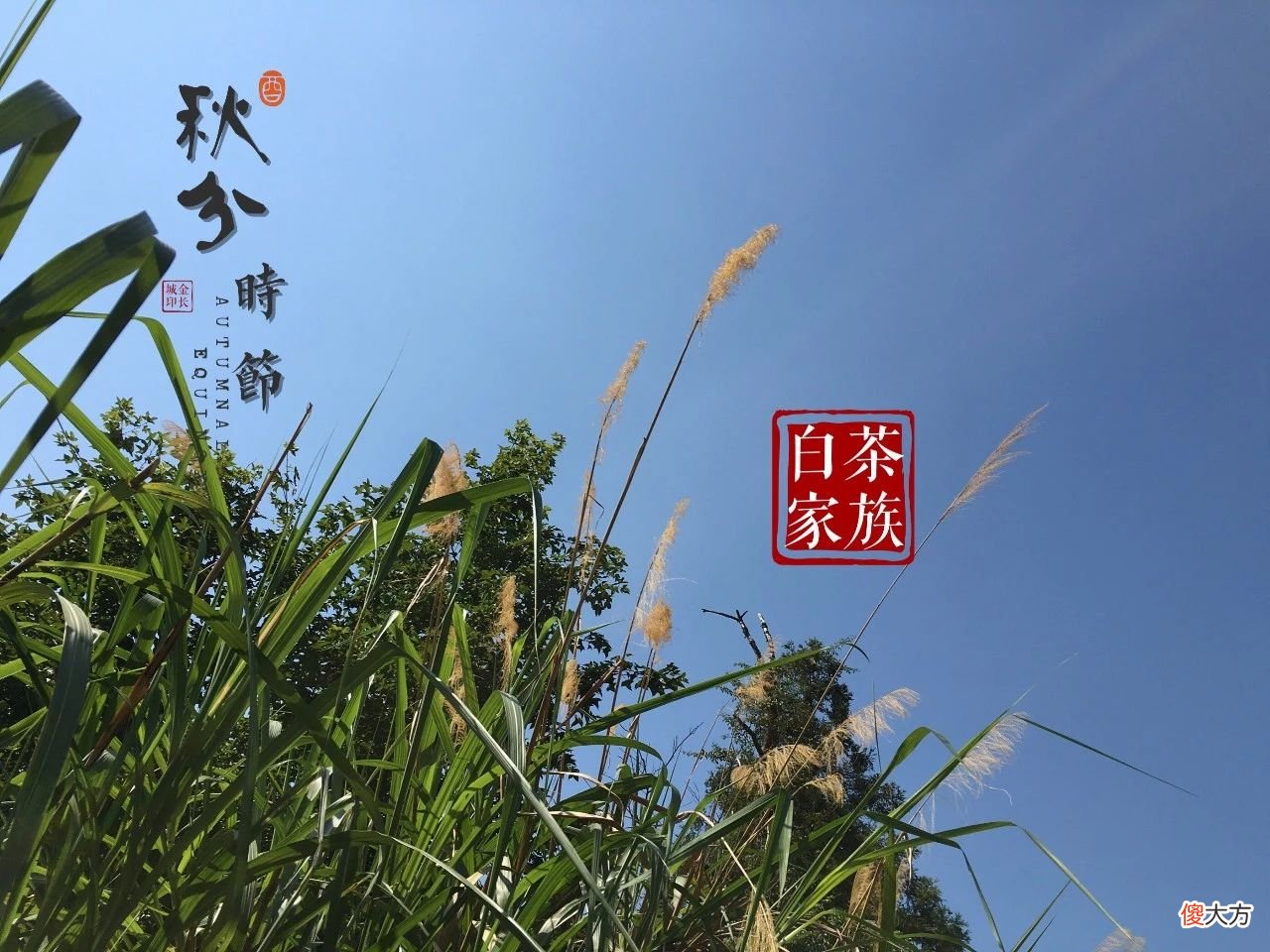 我们该如何喝白茶 怎样喝白茶才是正确的