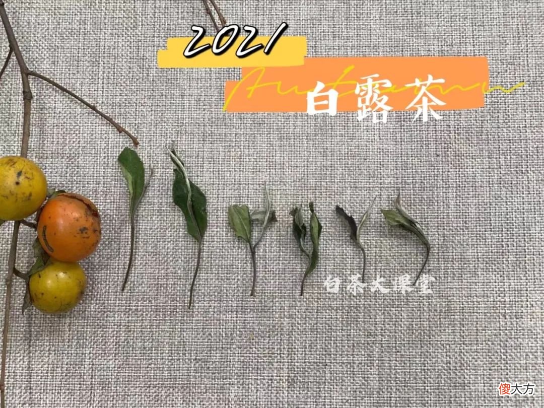 今年的秋白茶刚刚到手 秋天 白茶