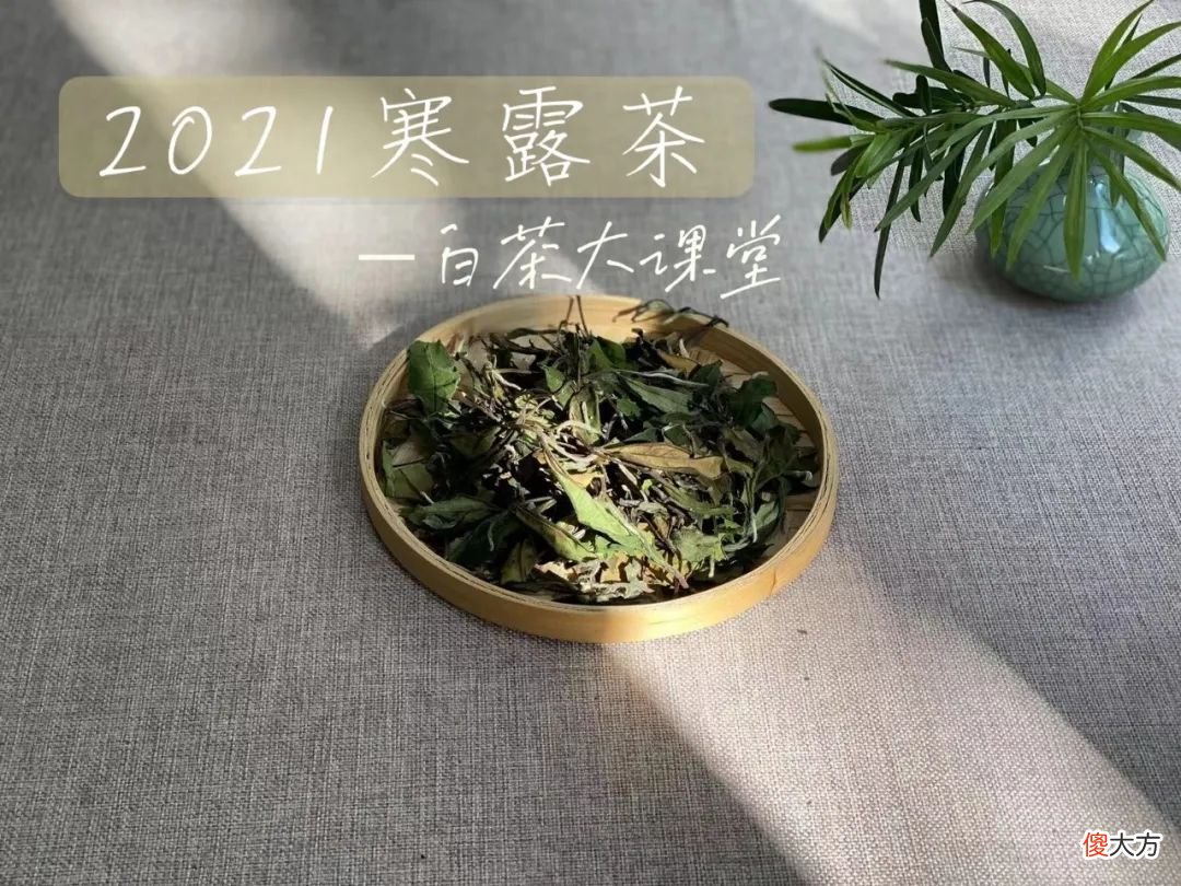 今年的秋白茶刚刚到手 秋天 白茶