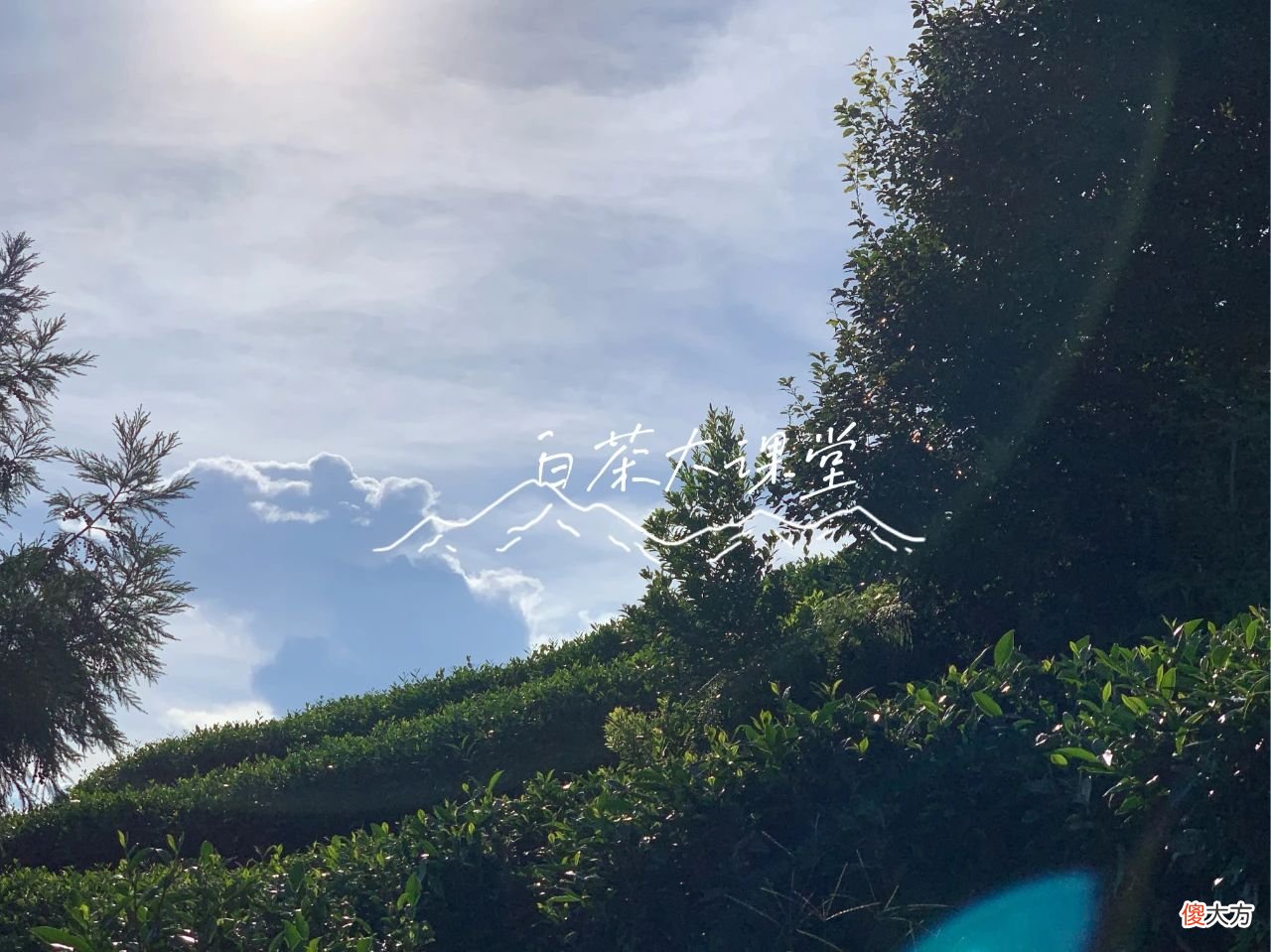 今年的秋白茶刚刚到手 秋天 白茶