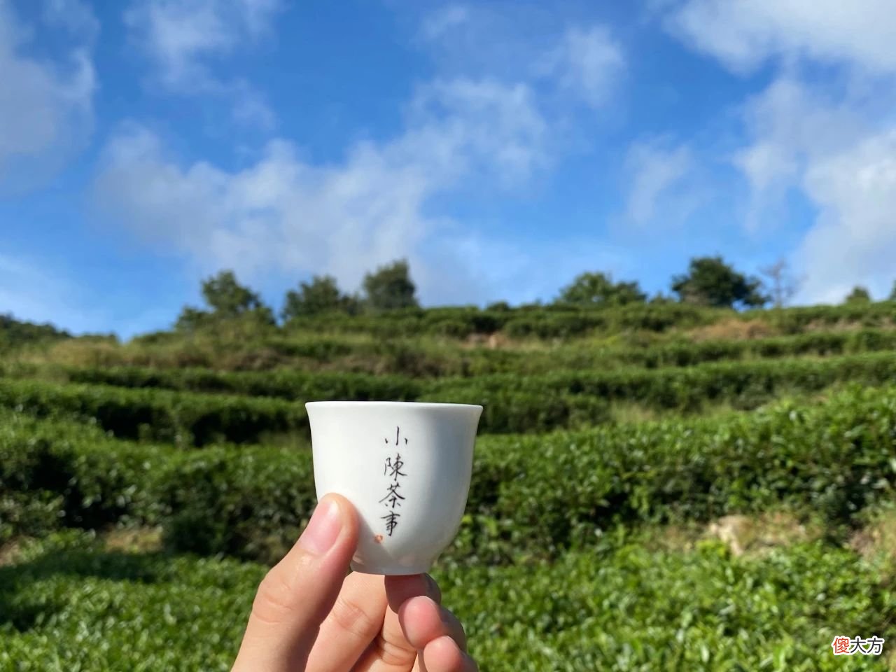 今年的秋白茶刚刚到手 秋天 白茶