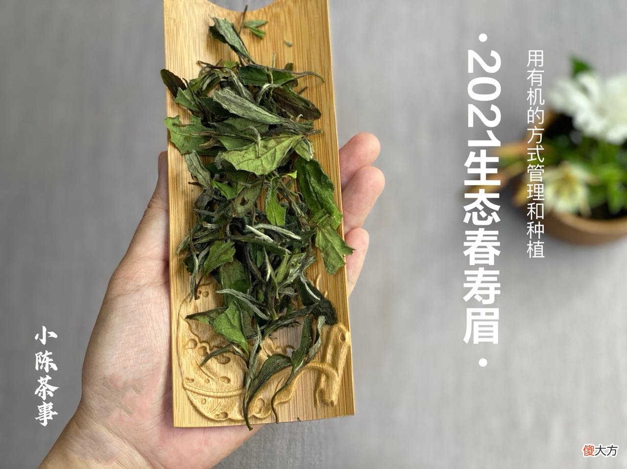 聊聊2021新白茶的各色花香 2021年白茶