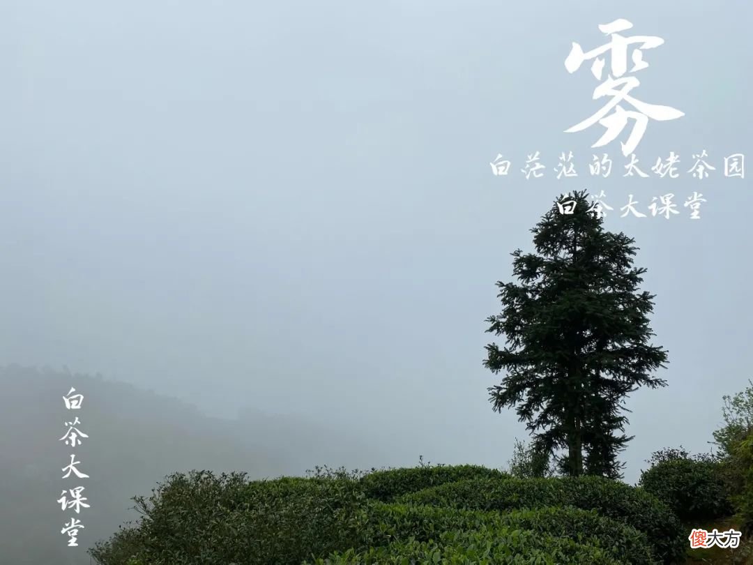 2021年春白茶上市了吗 2021年白茶什么时候上市