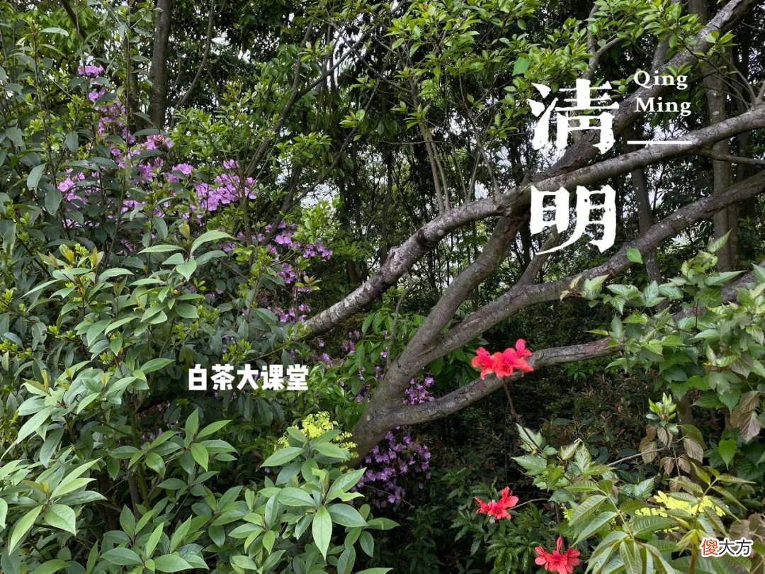 2021年春白茶上市了吗 2021年白茶什么时候上市