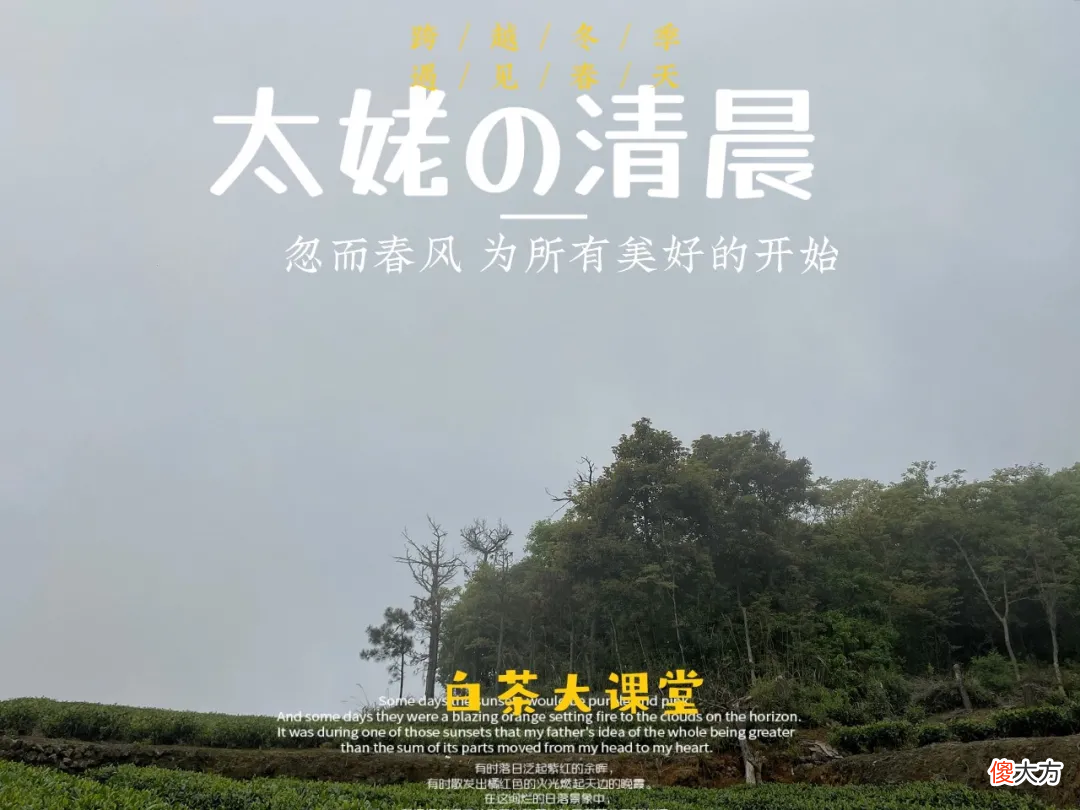 2021年春白茶上市了吗 2021年白茶什么时候上市